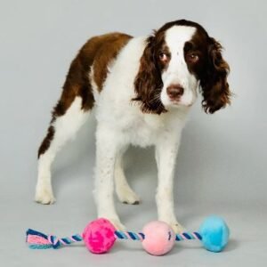 SCRUFFY TUG BUTTONS DOG TOY