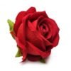 BLOOMGASM THE ROSE LOVERS G BOX RED
